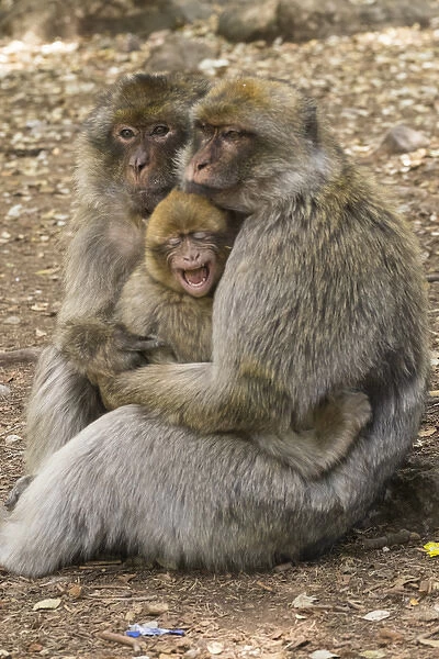 Morocco, High Atlas Mountains. Adult Macaque monkeys console their crying baby