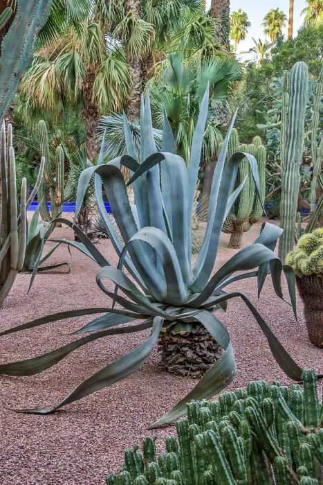 Framed Print : Morocco, Marrakech. Majorelle Garden (Jardin Majorelle) Framed Print : Morocco, Marrakech. Majorelle Garden (Jardin Majorelle)