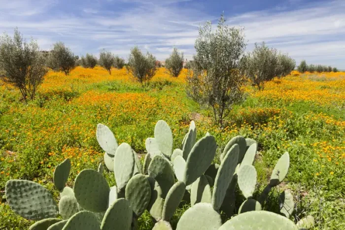 Framed Print : Morocco, Marrakech. Springtime landscape of flowers, olive trees and giant prickly