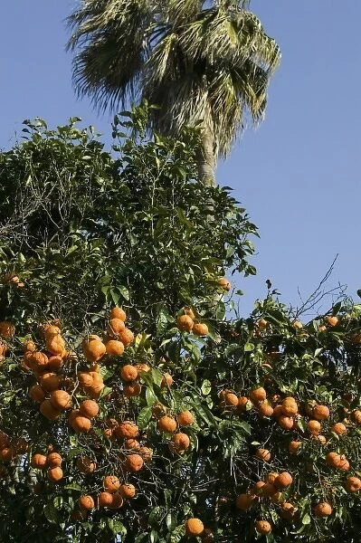 MOROCCO, Rabat: Kasbah des Oudaias, Andalusian Gardens Orange Grove