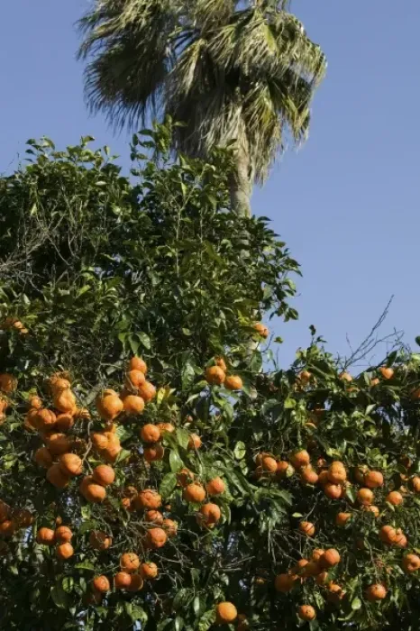 Framed Print : MOROCCO, Rabat: Kasbah des Oudaias, Andalusian Gardens Orange Grove Framed Print : MOROCCO, Rabat: Kasbah des Oudaias, Andalusian Gardens Orange Grove