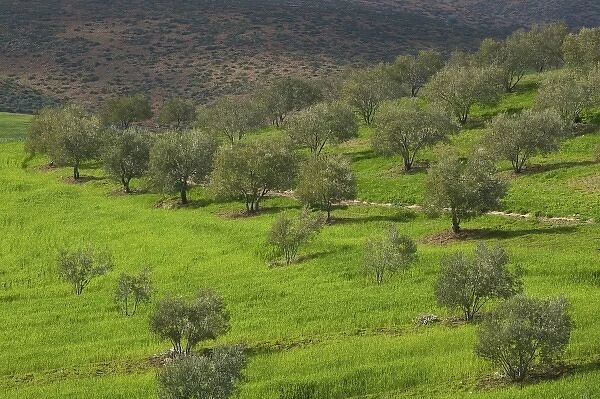 MOROCCO, Region Kandar et Sebou: Spring Countryside by town of EL MENZEL
