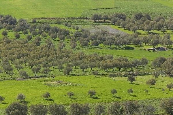 MOROCCO, Region Kandar et Sebou: Spring Fruit trees by town of AZZABA