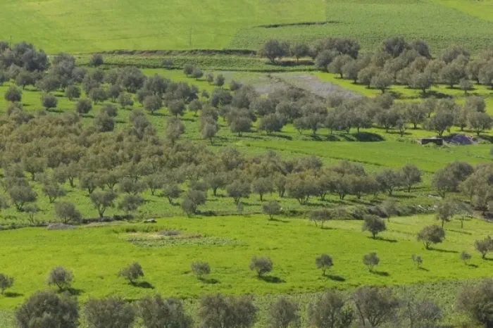 Framed Print : MOROCCO, Region Kandar et Sebou: Spring Fruit trees by town of AZZABA Framed Print : MOROCCO, Region Kandar et Sebou: Spring Fruit trees by town of AZZABA