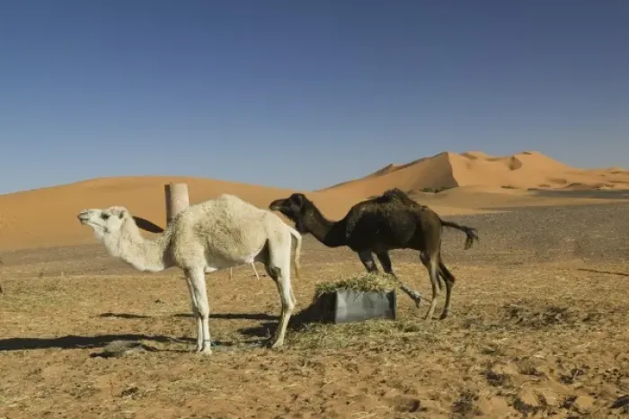 Framed Print : MOROCCO, Tafilalt, MERZOUGA: Erg Chebbi Dunes (up to 400 ft in height) and Camels