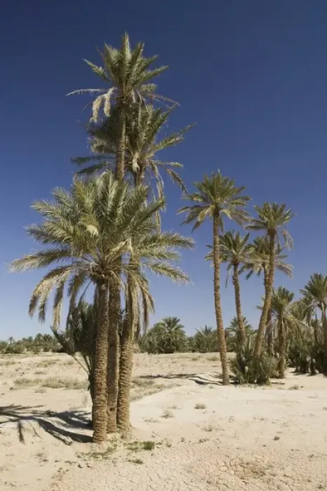Framed Print : MOROCCO, Tafilalt, RISSANI: Palm Oasis on the Circuit Touristique by Ksar Tinheras