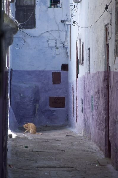 Morocco, Tetouan. The medina (old town) of TEtouan, UNESCO. House cat in typical narrow