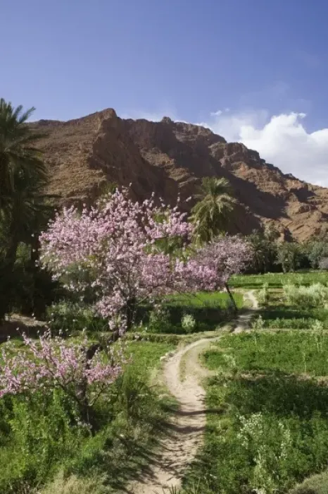 Framed Print : MOROCCO, Todra Gorge Area, Spring Blooms Framed Print : MOROCCO, Todra Gorge Area, Spring Blooms