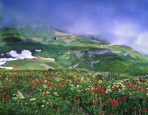 Mosaic of lingering August snow, low clouds and wildflowers on Mt. Timpanogos. Mt