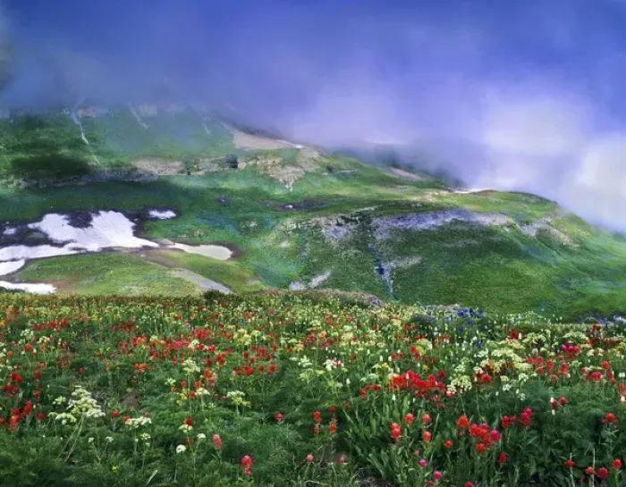 Framed Print : Mosaic of lingering August snow, low clouds and wildflowers on Mt. Timpanogos. Mt Framed Print : Mosaic of lingering August snow, low clouds and wildflowers on Mt. Timpanogos. Mt