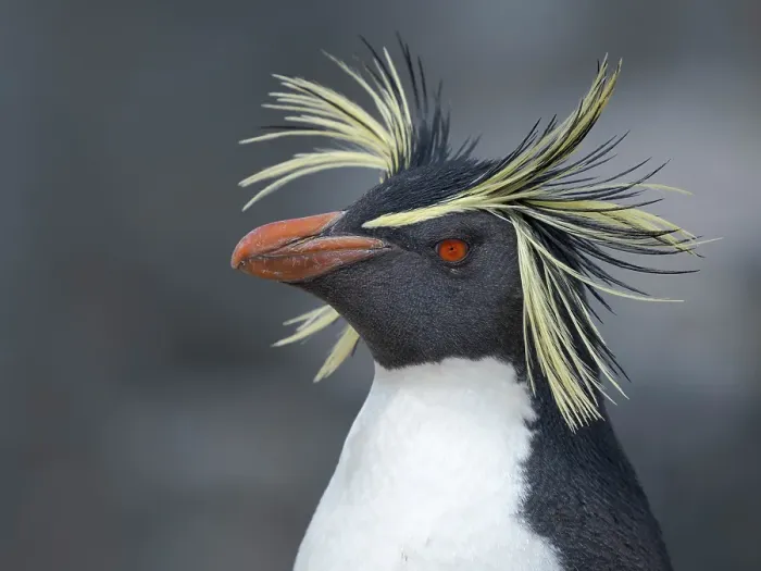 Framed Print : Moseley's penguin also called Northern Rockhopper penguin on Bleaker Island. Breeding on Tristan da Cunha and Gough Island. South America, Falkland Islands, summer