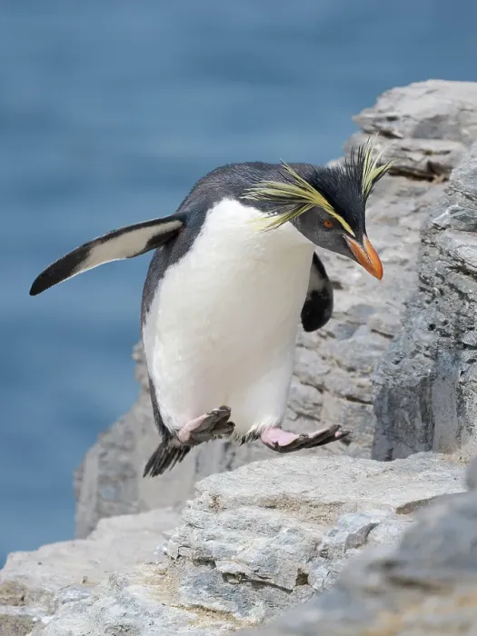 Framed Print : Moseley's penguin also called Northern Rockhopper penguin on Bleaker Island. Breeding on Tristan da Cunha and Gough Island. South America, Falkland Islands, summer