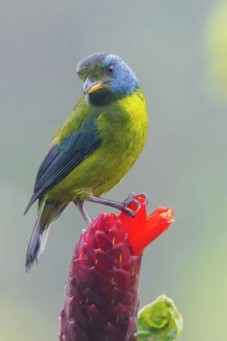 Framed Print : Moss-backed tanager, Choco Forest, Ecuador Framed Print : Moss-backed tanager, Choco Forest, Ecuador