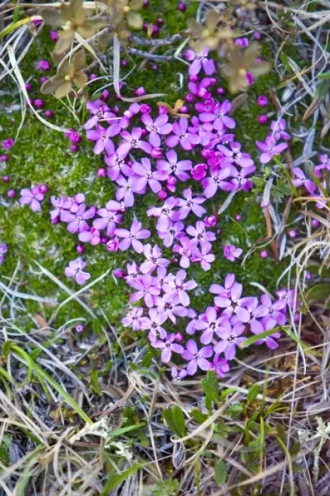 Framed Print : Moss Campion (Silene acaulis) - Arctic National Wildlife Refuge, Alaska