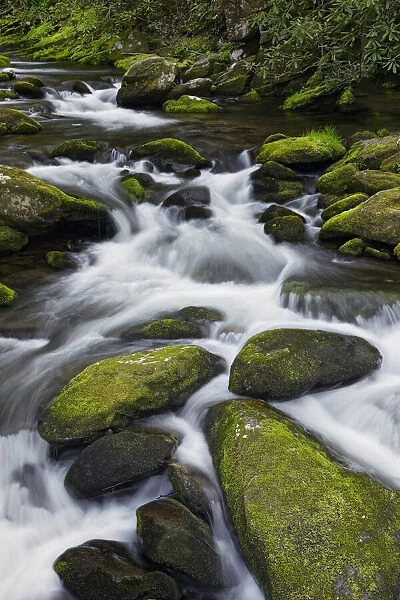 Moss covered boulders and flowing stream, Little Pigeon River, Great Smoky Mountains