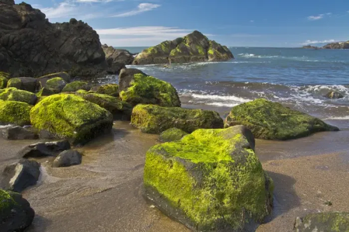 Framed Print : moss-covered rocks, Fogarty Creek State Recreation Area, Depoe bay, Oregon, USA Framed Print : moss-covered rocks, Fogarty Creek State Recreation Area, Depoe bay, Oregon, USA
