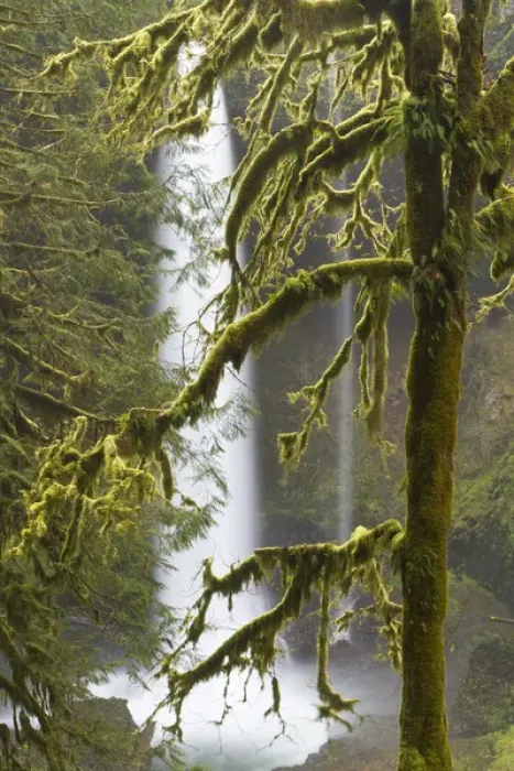 Framed Print : A moss covered tree frames North Falls at Silver Falls State Park, Oregon Framed Print : A moss covered tree frames North Falls at Silver Falls State Park, Oregon