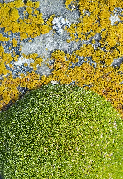 Moss and lichen, Saunders Island, Falkland Islands