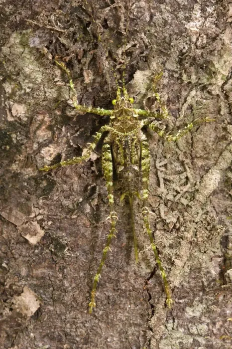 Framed Print : Moss-mimic Katydid (Tettigoniidae) Rewa River Rainforest GUYANA. South Framed Print : Moss-mimic Katydid (Tettigoniidae) Rewa River Rainforest GUYANA. South