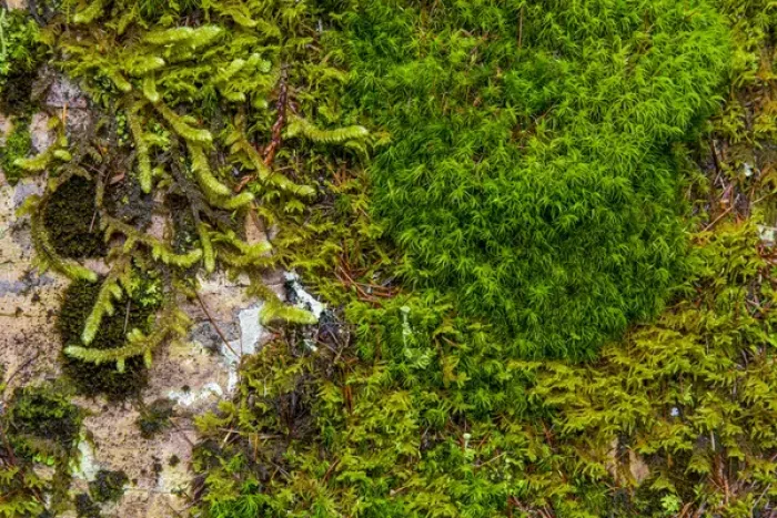 Framed Print : Mosses and lichens thrive on blouder in Glacier National Park, Montana, USA Framed Print : Mosses and lichens thrive on blouder in Glacier National Park, Montana, USA