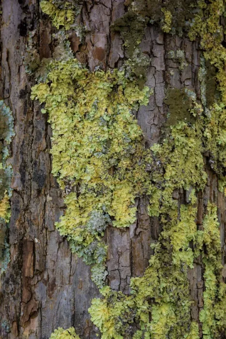 Framed Print : Mossy bark, Shenandoah, Blue Ridge Parkway, Smoky Mountains, USA Framed Print : Mossy bark, Shenandoah, Blue Ridge Parkway, Smoky Mountains, USA