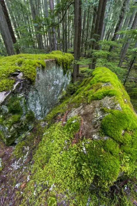 Framed Print : Mossy boulders in cedar and hemlock forest in Glacier National Park, Montana, USA Framed Print : Mossy boulders in cedar and hemlock forest in Glacier National Park, Montana, USA