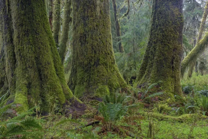 Framed Print : Mossy lush forest along the Maple Glade Trail in the Quinault Rain Forest in Olympic National Park