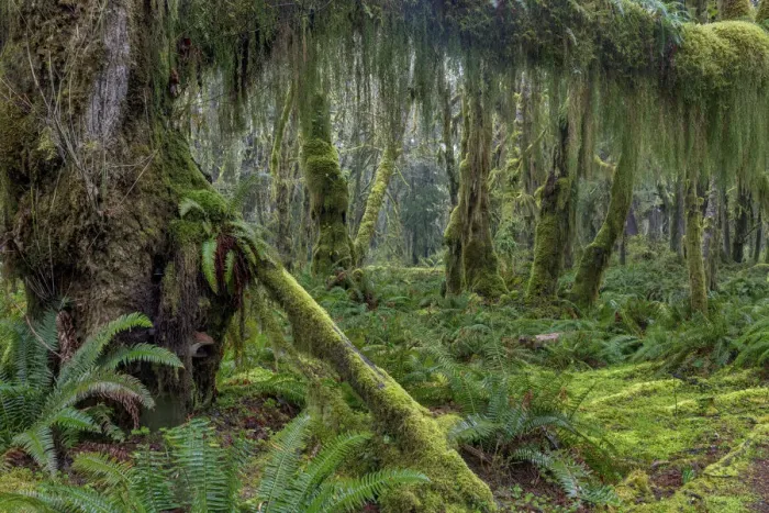 Framed Print : Mossy lush forest along the Maple Glade Trail in the Quinault Rain Forest in Olympic National Park