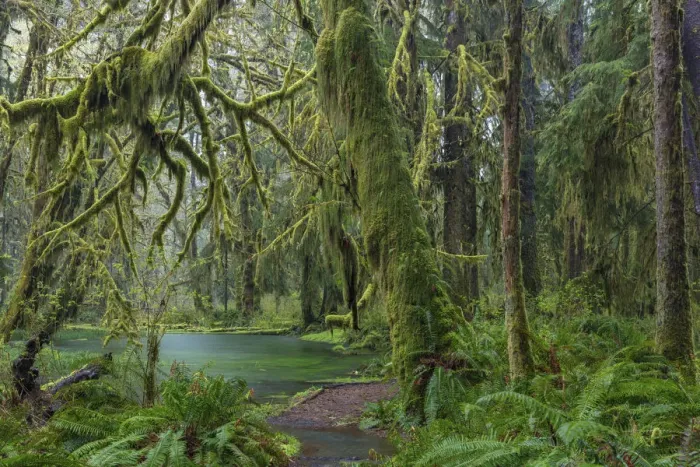 Framed Print : Mossy lush forest along the Maple Glade Trail in the Quinault Rainforest in Olympic National Park Framed Print : Mossy lush forest along the Maple Glade Trail in the Quinault Rainforest in Olympic National Park