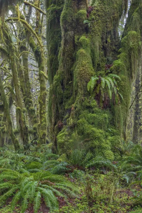 Framed Print : Mossy lush forest along the Maple Glade Trail in the Quinault Rainforest in Olympic National Park Framed Print : Mossy lush forest along the Maple Glade Trail in the Quinault Rainforest in Olympic National Park