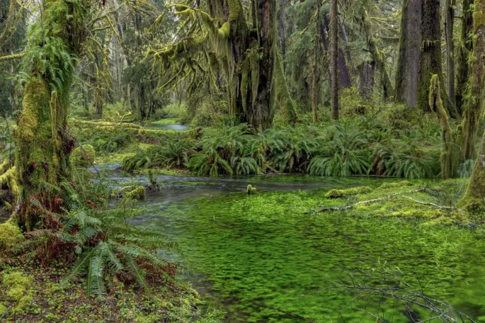 Framed Print : Mossy lush forest along the Maple Glade Trail in the Quinault Rainforest in Olympic National Park Framed Print : Mossy lush forest along the Maple Glade Trail in the Quinault Rainforest in Olympic National Park