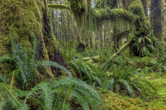 Framed Print : Mossy lush forest along the Maple Glade Trail in the Quinault Rainforest in Olympic National Park Framed Print : Mossy lush forest along the Maple Glade Trail in the Quinault Rainforest in Olympic National Park