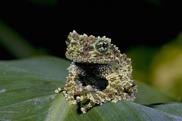 Mossy Treefrog, Theloderma corticale, Native to Vietnam