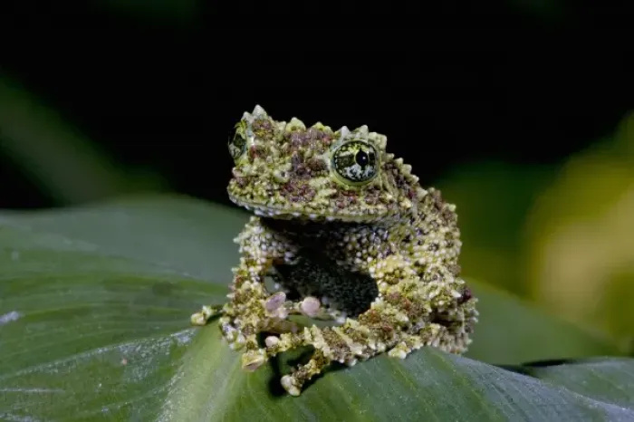 Framed Print : Mossy Treefrog, Theloderma corticale, Native to Vietnam