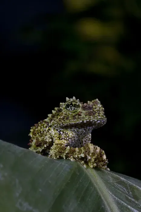 Framed Print : Mossy Treefrog Theloderma corticale Native to Vietnam
