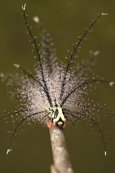 Moth Caterpillar with well deveolped appendages with urticating hairs