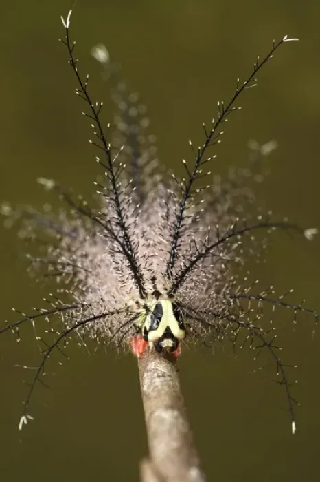 Framed Print : Moth Caterpillar with well deveolped appendages with urticating hairs Framed Print : Moth Caterpillar with well deveolped appendages with urticating hairs