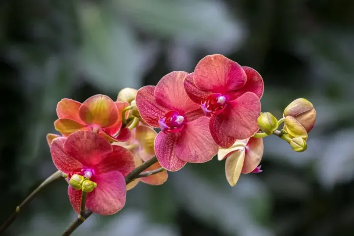 Framed Print : Moth Orchid Framed Print : Moth Orchid