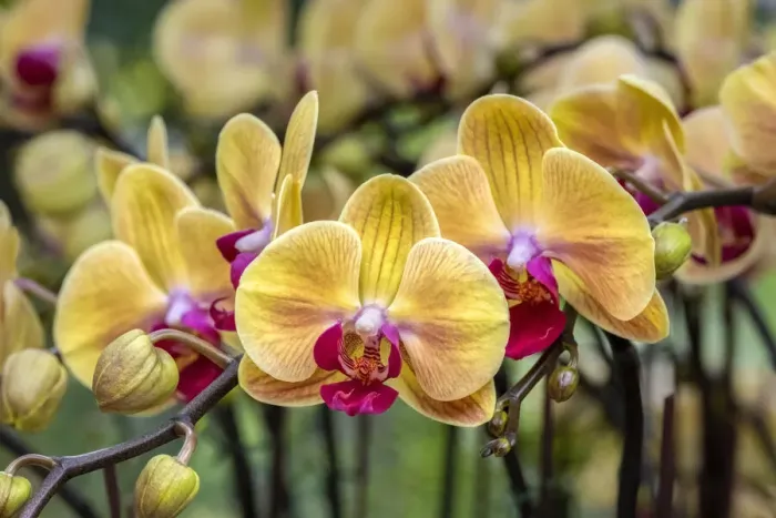 Framed Print : Moth Orchid