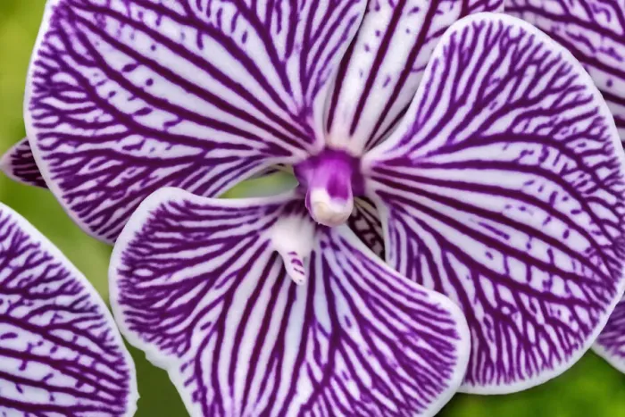 Framed Print : Moth Orchid Framed Print : Moth Orchid