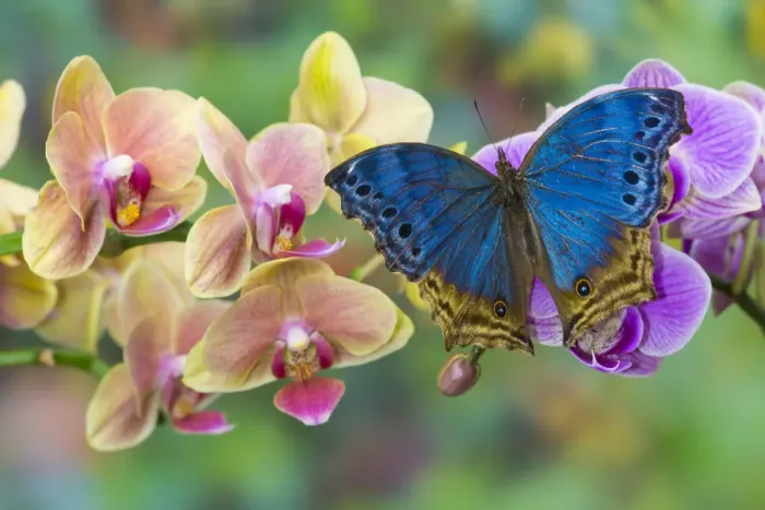 Framed Print : Moth orchid phalaenopsis and blue butterfly, Salamis temora Framed Print : Moth orchid phalaenopsis and blue butterfly, Salamis temora