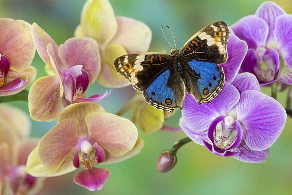 Moth orchid, Phalaenopsis and blue tropical butterfly Junonia orithya