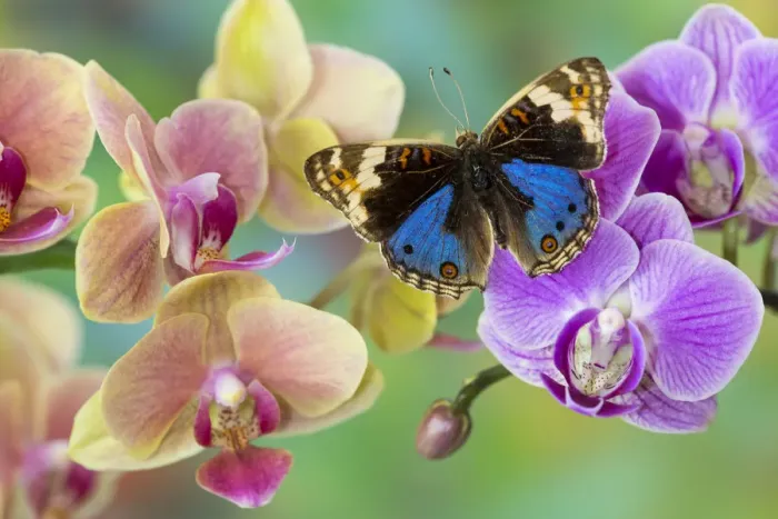 Framed Print : Moth orchid, Phalaenopsis and blue tropical butterfly Junonia orithya Framed Print : Moth orchid, Phalaenopsis and blue tropical butterfly Junonia orithya