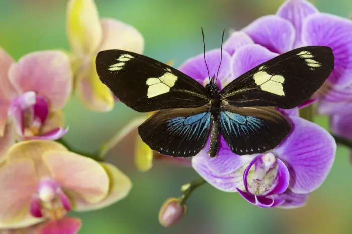 Framed Print : Moth orchid, Phalaenopsis and Heliconius sapho butterfly