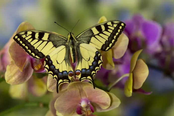 Framed Print : Moth orchid, Phalaenopsis and old world swallowtail butterfly, Papilio machaon Framed Print : Moth orchid, Phalaenopsis and old world swallowtail butterfly, Papilio machaon