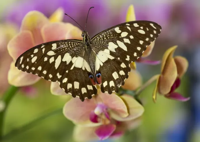 Framed Print : Moth orchid, Phalaenopsis and the orchard butterfly, Papilio demodocus