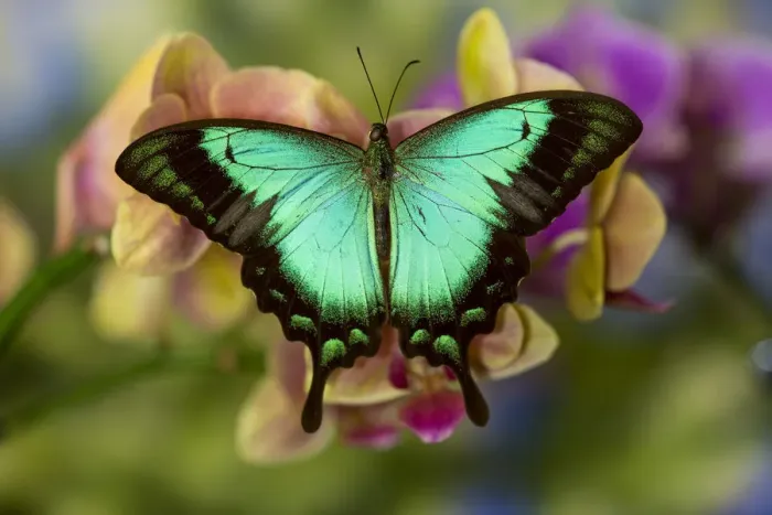 Framed Print : Moth orchid phalaenopsis and tropical butterfly, Papilio larquinianus Framed Print : Moth orchid phalaenopsis and tropical butterfly, Papilio larquinianus