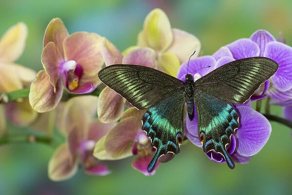 Moth orchid, Phalaenopsis and tropical swallowtail butterfly, Papilio maackii