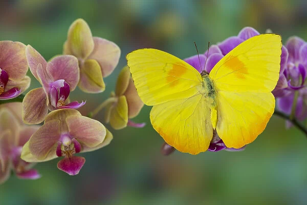 Moth orchid, Phalaenopsis and Yellow sulphur butterfly