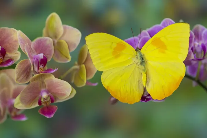 Framed Print : Moth orchid, Phalaenopsis and Yellow sulphur butterfly Framed Print : Moth orchid, Phalaenopsis and Yellow sulphur butterfly